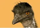 emu