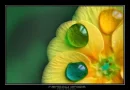 yellow drops