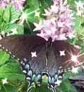 BUTTERFLY SPARKLE