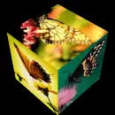 Butterfly cube