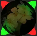 Light Flowers