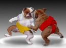 sumo dogs