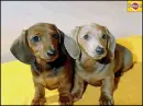 dachshunds