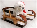 xmas puppy