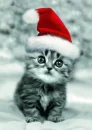 xmas kitty