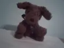teddy