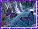 Laura`s Butterflies and Rainbows