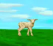 lamb