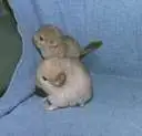 Chinchilla babys