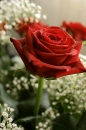rosas