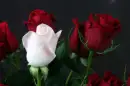 rosas