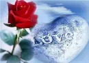 rosas