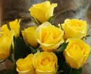 rosas