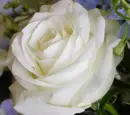 rosas