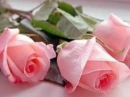 rosas