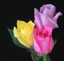 rosas
