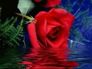 rosas
