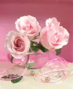rosas