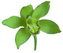 orchid