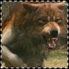 big bad wolf