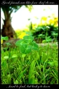 lucky clover