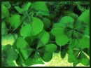 clovers