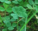 lucky clover