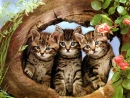 CATS