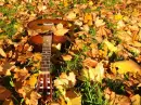 leaves guitar