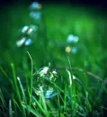 bubbles in the grass