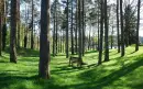 forest bench