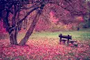 pink bench nature