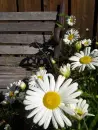 flower bench