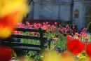 tulips bench2