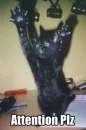 a cat.attention plz!