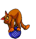 a cat bouncing