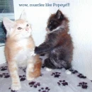 Two kittens