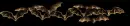 Bats