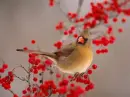 BIRDS