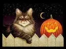Cat & Pumkin