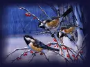 BIRDS