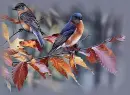 BIRDS