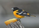 BIRDS