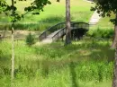 forest bridge