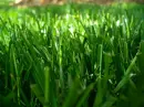green grass