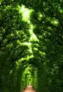 green place