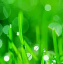 so green
