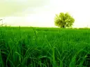 green place2