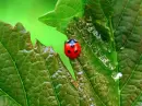 ladybug