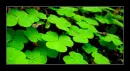 green clover